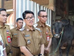 Sapi Limosin Kurban Presiden Prabowo Subianto Seberat 957 Kg Bebas PMK 
