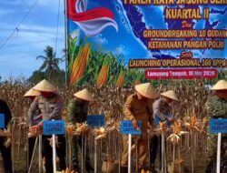 Lampung Tengah Lumbung Jagung Andalan Provinsi Lampung