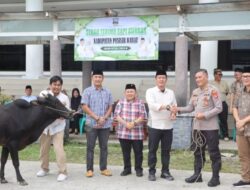 Wujud Kepedulian, Pemkab Pesisir Barat Distribusikan 11 Ekor Sapi Qurban ke Seluruh Kecamatan