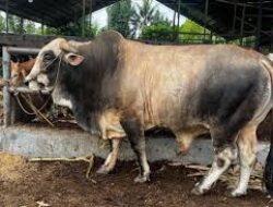 Presiden Prabowo Kurban 1.098 Sapi dari Peternak Lokal, Dorong Kemandirian Pangan Nasional