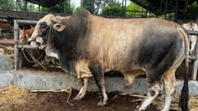 Presiden Prabowo Kurban 1.098 Sapi dari Peternak Lokal, Dorong Kemandirian Pangan Nasional