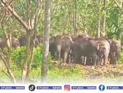 15 Hari Terjebak Konflik, Gajah Liar di Suoh Kian Agresif, Rusak Fasilitas Umum hingga Makam