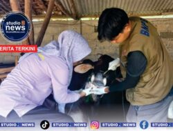 Jelang Idul Adha 2026, Disbunnak Lampung Utara Perketat Pengawasan Hewan Kurban