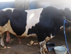 Bupati Lampung Timur Serahkan Sapi Kurban Bantuan Presiden RI di Desa Pugung Rahardjo