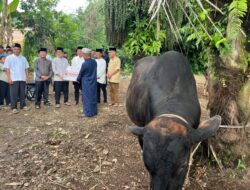 Bupati Lampung Utara, Hamartoni Serahkan Sapi Kurban 910 Kg dari Presiden Prabowo di Masjid Al-Mukhlisin