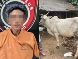 Nekat Curi Sapi di Lampung Tengah, Pria Asal Semuli di Tangkap Polisi