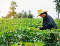 Harga Singkong di Lampung Tengah Tembus Rp2.400 per Kg, Petani Mulai Bernapas Lega