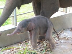 Kelahiran Bayi Gajah Sumatera Kembali Warnai Taman Satwa Lembah Hijau Lampung