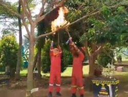 Meresahkan Warga Sekolah, Damkar Lamsel Evakuasi Sarang Tawon Odeng di SMAN 2 Kalianda