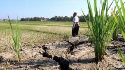 Ratusan Hektare Sawah Di Pringsewu Terancam Gagal Panen Akibat Kekeringan Ekstrem