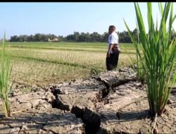 Ratusan Hektare Sawah Di Pringsewu Terancam Gagal Panen Akibat Kekeringan Ekstrem