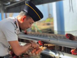 Satu Hari 90 Butir, Intip Keberhasilan Program Kemandirian Pangan di Lapas Way Kanan