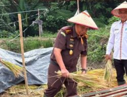 Kejari Lampung Barat Gelar Panen Bersama dan Edukasi Hukum, Petani Mitra Adhyaksa