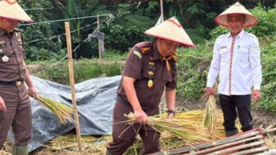 Kejari Lampung Barat Gelar Panen Bersama dan Edukasi Hukum, Petani Mitra Adhyaksa