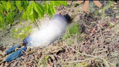 Warga Lampung Barat Ditemukan Tewas Diduga Akibat Serangan Gajah