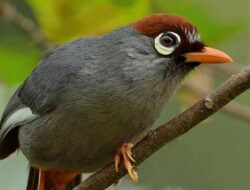 Hendak Selundupkan 172 Ekor Burung, Digagalkan BKHIT Pelabuhan Bakauheni Lampung Selatan