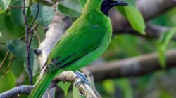 Ratusan Burung Cica Daun Diselundupkan via Bakauheni, Karantina Lampung Buru Aktor Intelektual