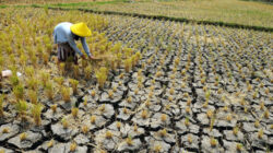 Pemerintah Antisipasi Dampak El Nino Menjaga Ketahanan Air Nasional dan Menekan Karhutla