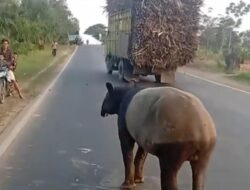 Ada Tapir Masuk Jalan Raya Di Mesuji Lampung