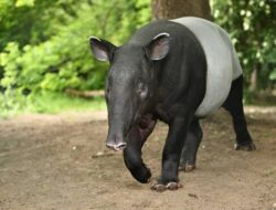 Sayembara Rp50 Juta di Mesuji, Gubernur dan Bupati Ajak Warga Selamatkan Tapir