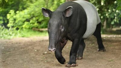 Sayembara Rp50 Juta di Mesuji, Gubernur dan Bupati Ajak Warga Selamatkan Tapir