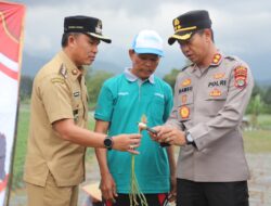 Komitmen Perkuat Ketahanan Pangan, Pemkab Lambar dan Polres Panen Bawang Putih