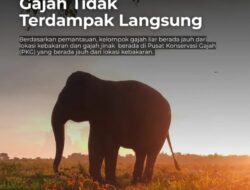 Api yang Membakar 673 Hektare Lahan TN Way Kambas Berhasil Dipadamkan Total