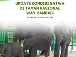 Kemenhut Pastikan Populasi Gajah di TN Way Kambas Aman dari Dampak Kebakaran Hutan
