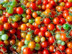 Rampai Atau Cung Kediro (Solanum pimpinellifolium) Berasal dari Peru Utara, Pesisir Ekuador Selatan dan Amerika Selatan