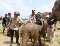 Ketika Drone, Serai, dan Hujan Buatan Bersatu Selamatkan Bayi Gajah di Sekam Way Kambas