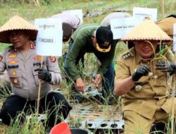 Panen Perdana Bawang Putih di Ulubelu Tanggamus Tembus 5 Ton
