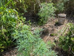 Rahasia Gelap Kebun Kopi, Polisi Temukan 8 Batang Ganja Terselip di Hutan Gunung Seminung