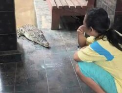 Resahkan Warga, Buaya Peliharaan Tiga Tahun di Panjang Bandar Lampung Akhirnya Dievakuasi