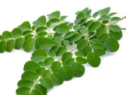 Rahasia Mengolah Sayur Bening Daun Kelor yang Kaya Manfaat