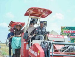 Tembus 8 Ton per Hektare, Kemarau Tak Surutkan Panen Raya Padi di Mesuji