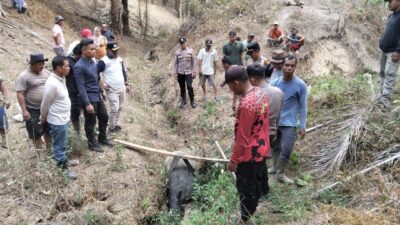 Kali Kedua Tapir Muncul di Mesuji, Warga dan Kepolisian Amankan Tapir di Taman Kehati