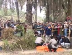 Geger Mayat Wanita Tanpa Identitas Tergeletak Setengah Telanjang di Kebun Sawit Mesuji