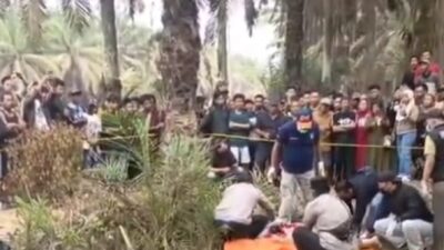Geger Mayat Wanita Tanpa Identitas Tergeletak Setengah Telanjang di Kebun Sawit Mesuji
