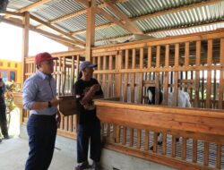 Usaha Susu Kambing Etawa di Lampung Barat Tembus Luar Daerah, Bupati Parosil: Harganya Merakyat, Khasiatnya Dahsyat