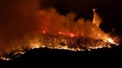 Lahan 7 Hektare di Plaju Darat Terbakar Hebat, Warga Panik Api Nyaris Lalap Pemukiman