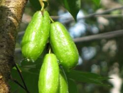 Belimbing Wuluh, Dari Bumbu Dapur Menjadi Sabun Alami Penumpas Lemak dan Noda Membandel