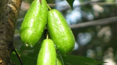 Belimbing Wuluh, Dari Bumbu Dapur Menjadi Sabun Alami Penumpas Lemak dan Noda Membandel