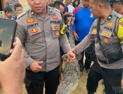 Resahkan Warga Kotabumi Tengah, Buaya Muara Sepanjang 2 Meter Berhasil Diamankan Warga, Polsek Kotabumi Kota dan Damkar