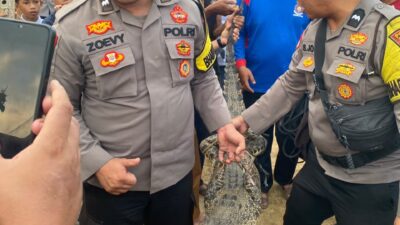 Resahkan Warga Kotabumi Tengah, Buaya Muara Sepanjang 2 Meter Berhasil Diamankan Warga, Polsek Kotabumi Kota dan Damkar