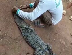 TEROR BUAYA DI LAMPUNG UTARA, Warga Talang Bojong Tangkap Predator 2 Meter di Sungai Way Sabuk